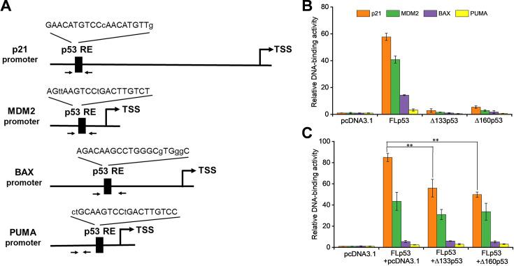 https://cdn.ncbi.nlm.nih.gov/pmc/blobs/0351/12279375/bc661f3761c3/elife-106469-fig3.jpg