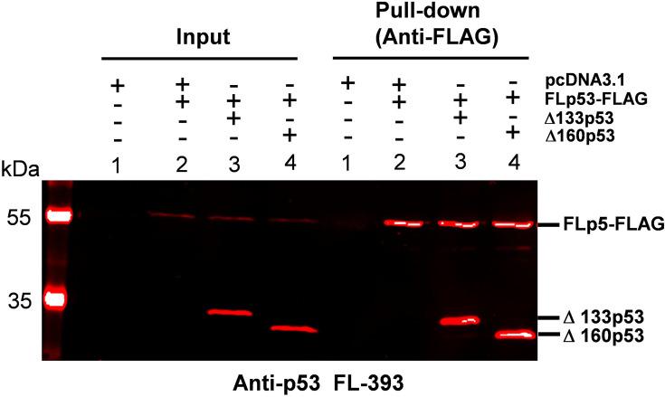 https://cdn.ncbi.nlm.nih.gov/pmc/blobs/0351/12279375/cecf3886f011/elife-106469-fig2-figsupp1.jpg