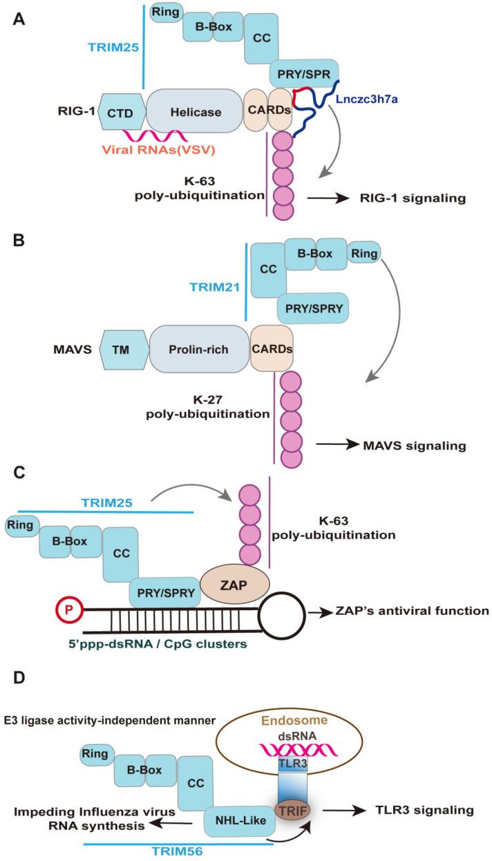 https://cdn.ncbi.nlm.nih.gov/pmc/blobs/0355/7415804/d4493bcbcf33/thnov10p9407g004.jpg