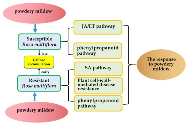 https://cdn.ncbi.nlm.nih.gov/pmc/blobs/0369/9222267/29a5563d98dd/genes-13-01003-g015.jpg