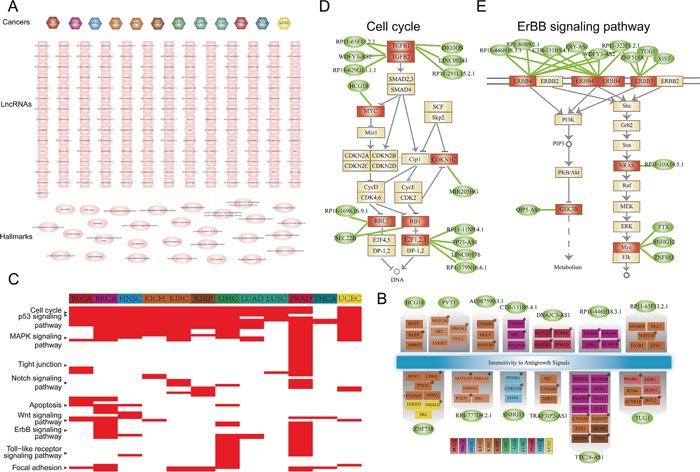 https://cdn.ncbi.nlm.nih.gov/pmc/blobs/0376/5325432/b080c966f844/oncotarget-07-64148-g007.jpg