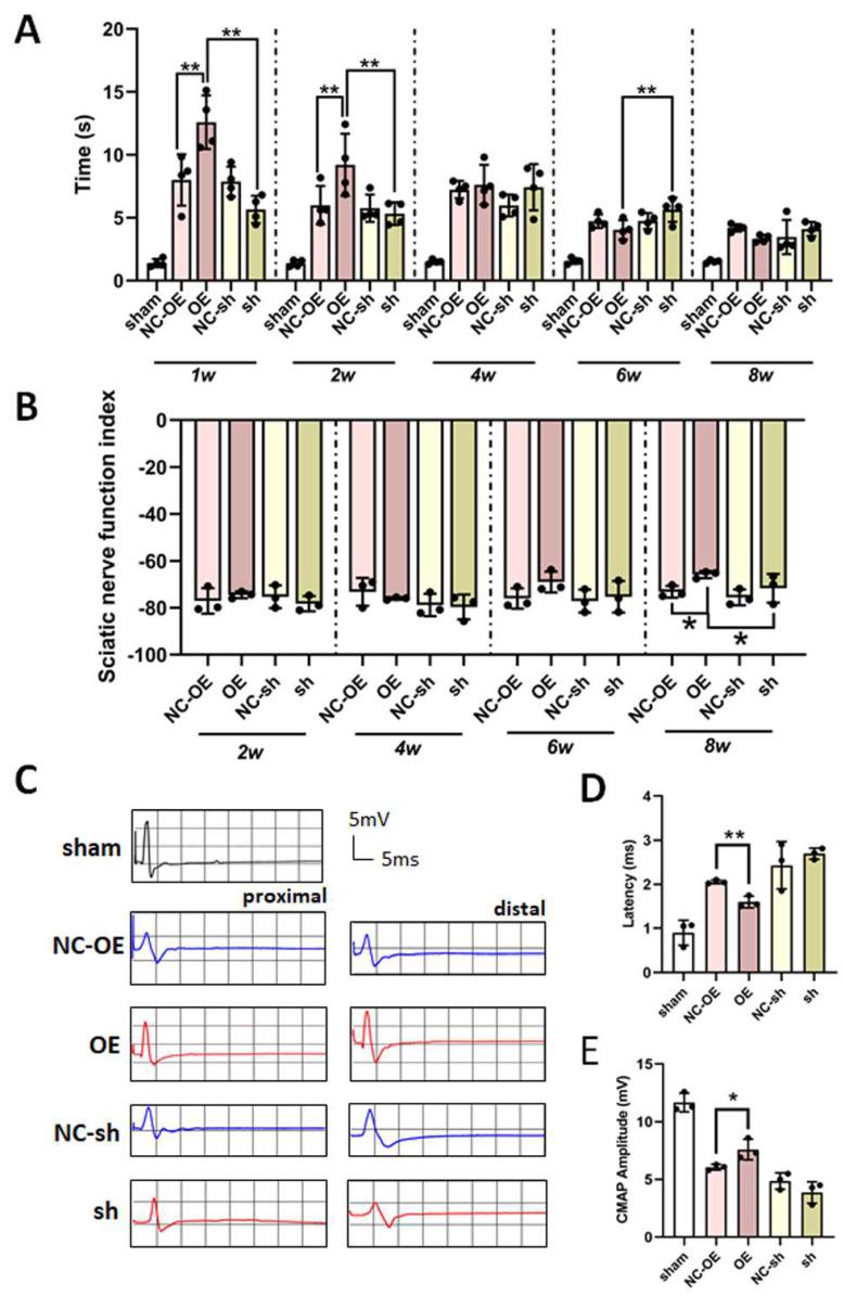 https://cdn.ncbi.nlm.nih.gov/pmc/blobs/037b/12024759/afa7e4b7dec3/biomedicines-13-00872-g005.jpg