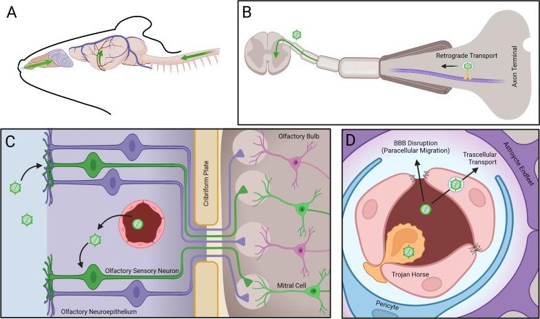 https://cdn.ncbi.nlm.nih.gov/pmc/blobs/03ab/8733932/0efb0ca10635/fimmu-12-769942-g002.jpg