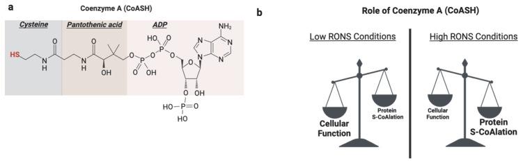 https://cdn.ncbi.nlm.nih.gov/pmc/blobs/03b6/12189468/d88ea77c231d/antioxidants-14-00720-g006.jpg