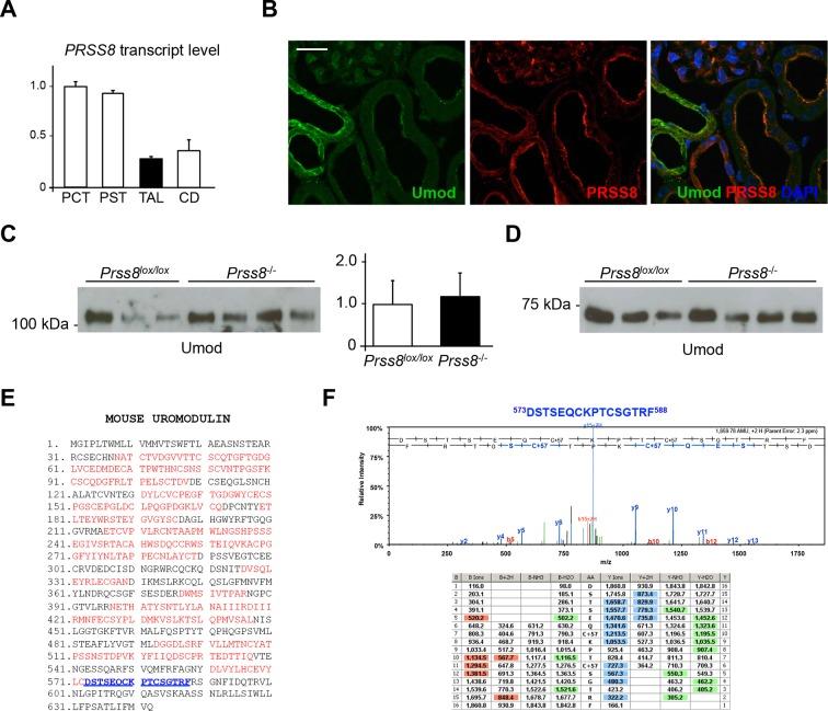 https://cdn.ncbi.nlm.nih.gov/pmc/blobs/03ea/4755741/324a461dc24e/elife-08887-fig7-figsupp2.jpg