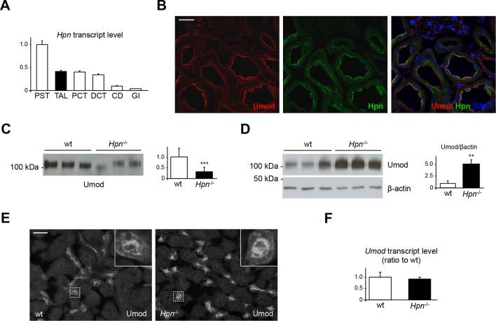 https://cdn.ncbi.nlm.nih.gov/pmc/blobs/03ea/4755741/8478ca62b79f/elife-08887-fig6.jpg