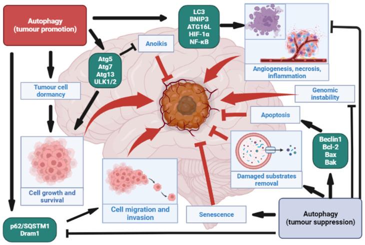 https://cdn.ncbi.nlm.nih.gov/pmc/blobs/03f4/10177137/41f0424f25ec/cancers-15-02622-g001.jpg