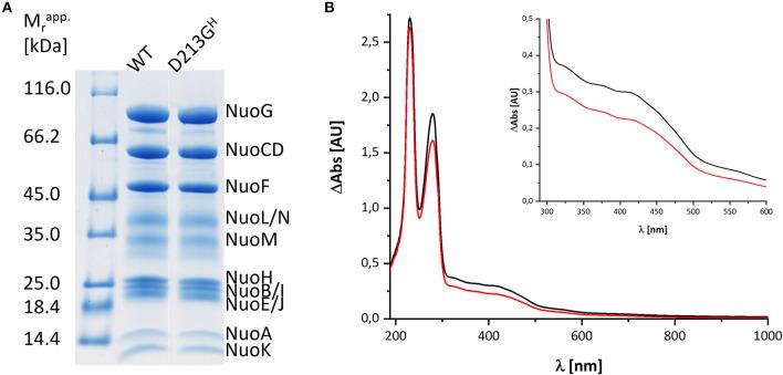 https://cdn.ncbi.nlm.nih.gov/pmc/blobs/0419/8138167/50e65d6b8009/fchem-09-672969-g0001.jpg
