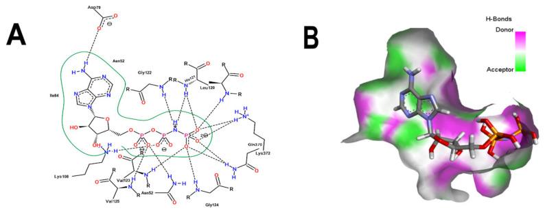 https://cdn.ncbi.nlm.nih.gov/pmc/blobs/042a/9783175/9af28c1eda27/microorganisms-10-02434-g003.jpg