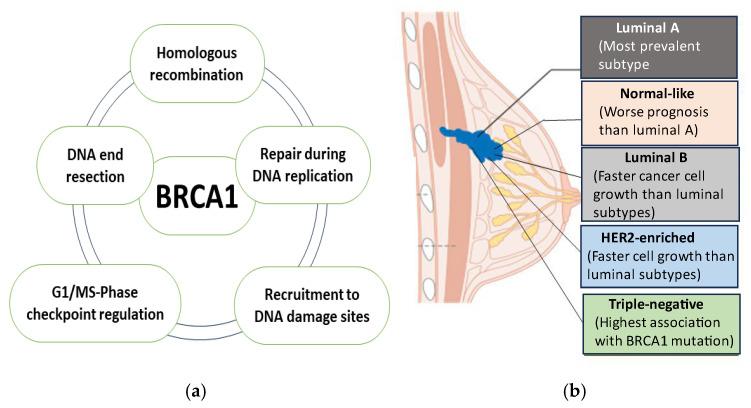 https://cdn.ncbi.nlm.nih.gov/pmc/blobs/0435/11857994/02cf662fc599/ncrna-11-00009-g002.jpg