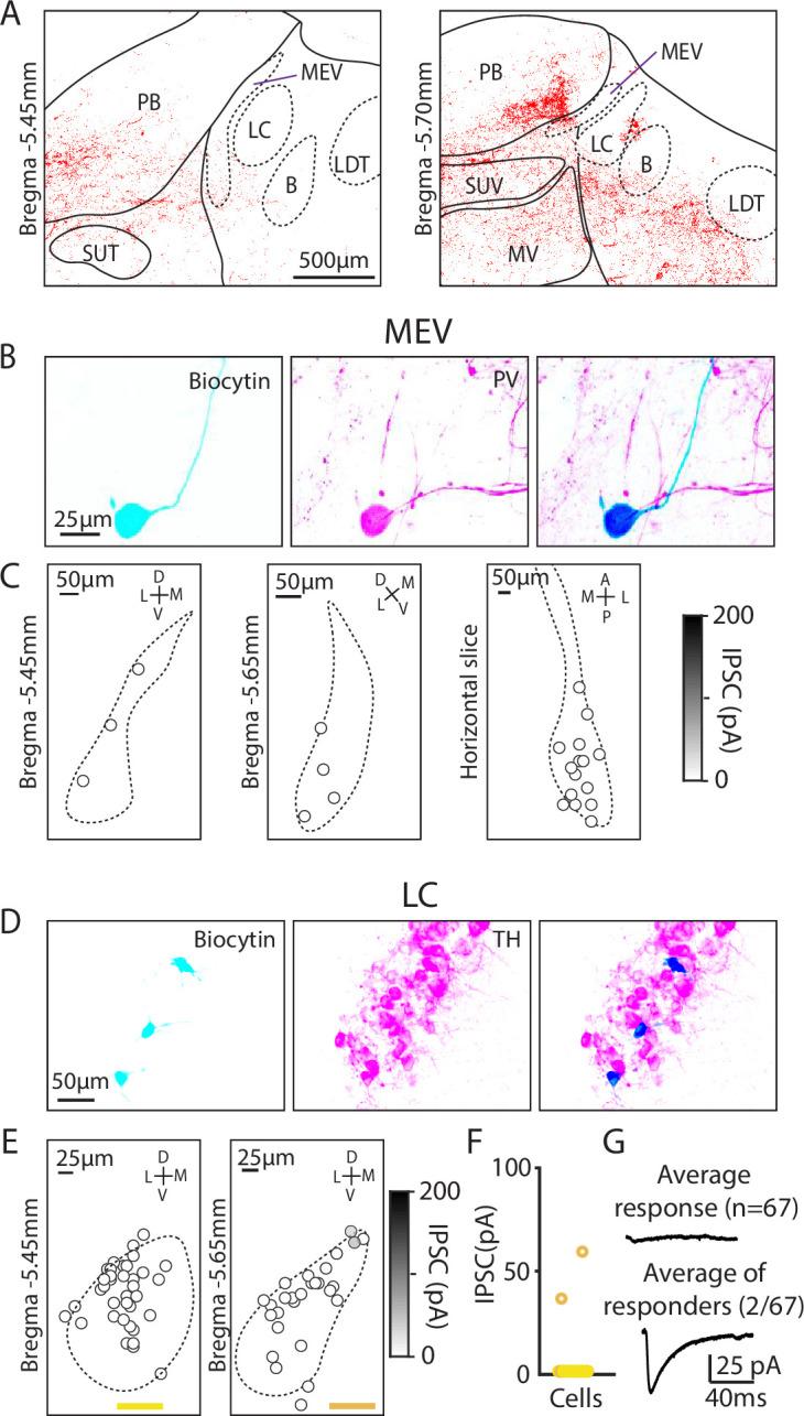 https://cdn.ncbi.nlm.nih.gov/pmc/blobs/0475/11867612/85af64b32bb2/elife-101825-fig4.jpg