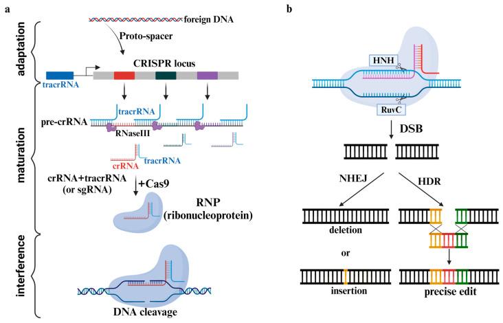 https://cdn.ncbi.nlm.nih.gov/pmc/blobs/0477/11434874/5e12d3a72dd0/pharmaceutics-16-01197-g002.jpg