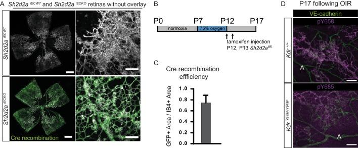 https://cdn.ncbi.nlm.nih.gov/pmc/blobs/049c/7188482/c5c7648b26d0/elife-54056-fig3-figsupp1.jpg