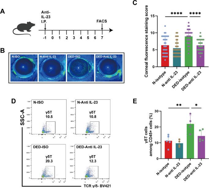 https://cdn.ncbi.nlm.nih.gov/pmc/blobs/04ab/11801388/ea96c6746269/iovs-66-2-10-f002.jpg