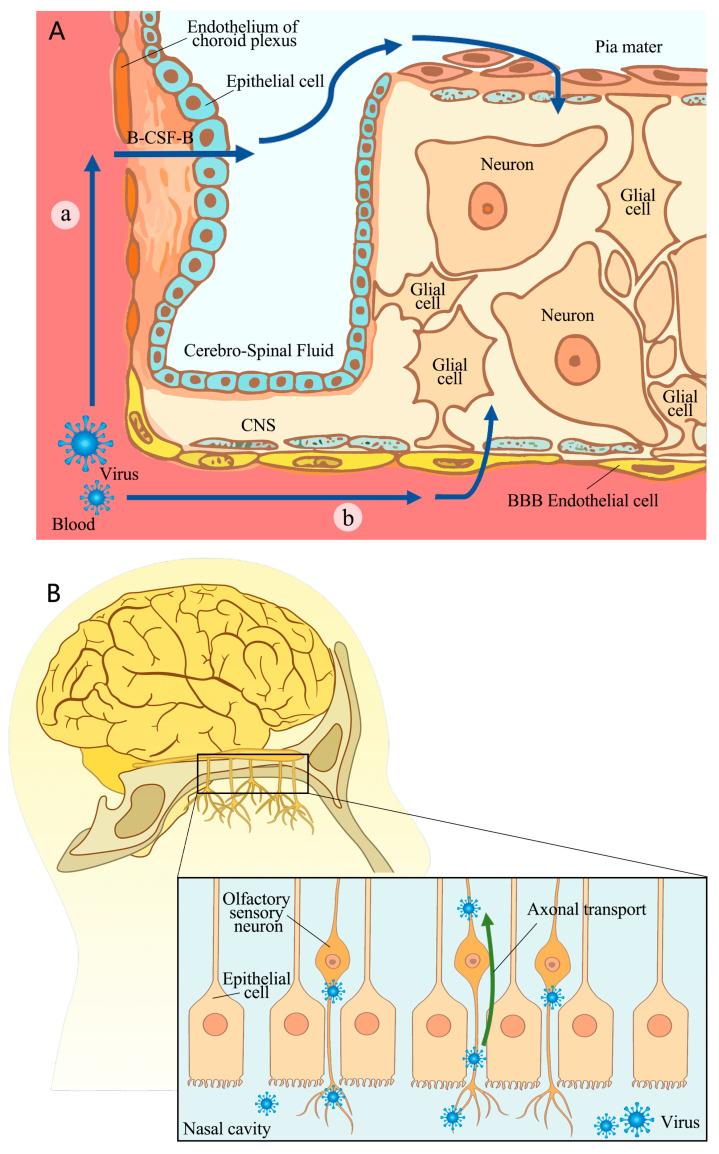 https://cdn.ncbi.nlm.nih.gov/pmc/blobs/04cb/11125732/bc5675a07645/viruses-16-00663-g001.jpg