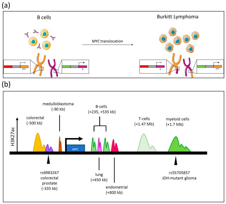 https://cdn.ncbi.nlm.nih.gov/pmc/blobs/04e3/5485515/1288299fd414/genes-08-00151-g002.jpg
