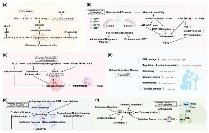 https://cdn.ncbi.nlm.nih.gov/pmc/blobs/051d/11478989/ae3ca7314fd8/nutrients-16-03305-g002.jpg