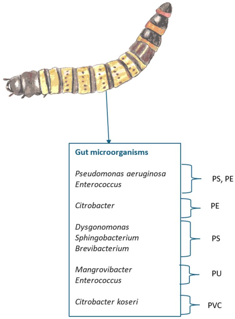 https://cdn.ncbi.nlm.nih.gov/pmc/blobs/0532/11856541/0d7861ceb483/insects-16-00165-g011.jpg