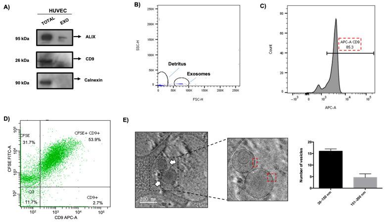 https://cdn.ncbi.nlm.nih.gov/pmc/blobs/0562/12196285/6351915c8835/microorganisms-13-01402-g005.jpg