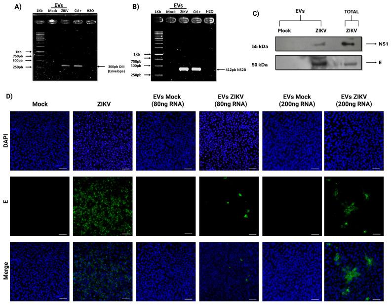 https://cdn.ncbi.nlm.nih.gov/pmc/blobs/0562/12196285/b04320a1bdc9/microorganisms-13-01402-g003.jpg