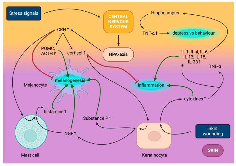 https://cdn.ncbi.nlm.nih.gov/pmc/blobs/05ac/11172643/7fae8e3369d6/ijms-25-06199-g002.jpg
