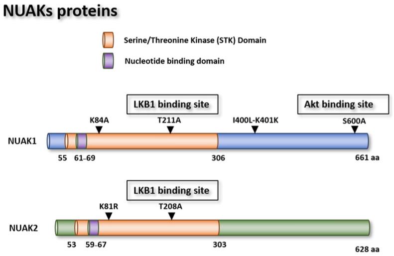 https://cdn.ncbi.nlm.nih.gov/pmc/blobs/05b2/8535158/f7f6ed452e3f/cells-10-02760-g003.jpg