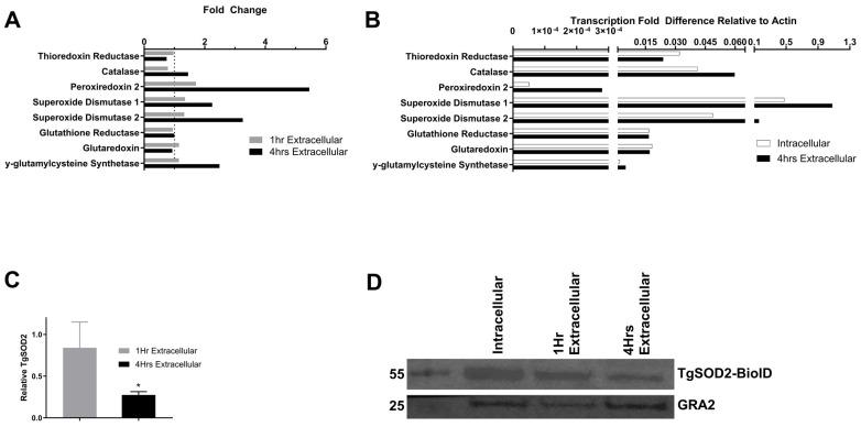 https://cdn.ncbi.nlm.nih.gov/pmc/blobs/05d4/12292971/befb6528286c/biomolecules-15-00972-g001.jpg