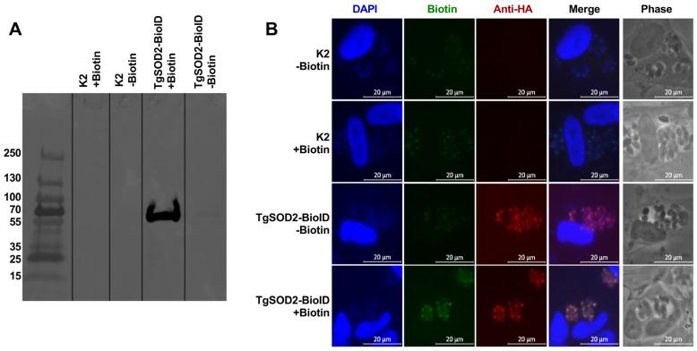 https://cdn.ncbi.nlm.nih.gov/pmc/blobs/05d4/12292971/ea689f019fb1/biomolecules-15-00972-g004.jpg
