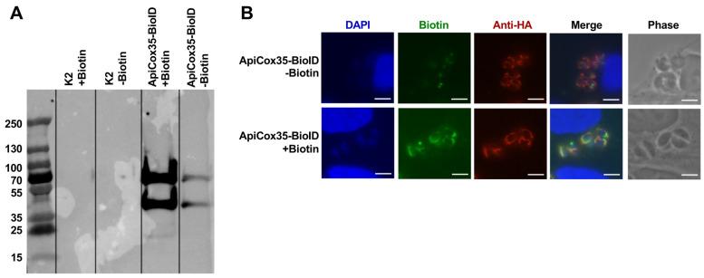 https://cdn.ncbi.nlm.nih.gov/pmc/blobs/05d4/12292971/fdf56de7c9eb/biomolecules-15-00972-g005.jpg