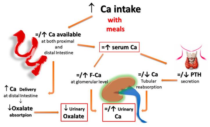 https://cdn.ncbi.nlm.nih.gov/pmc/blobs/05f0/10096570/ec71bab2edb1/nutrients-15-01724-g002.jpg