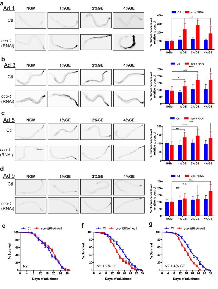 https://cdn.ncbi.nlm.nih.gov/pmc/blobs/05f7/4761713/dffb0419788c/aging-08-050-g004.jpg