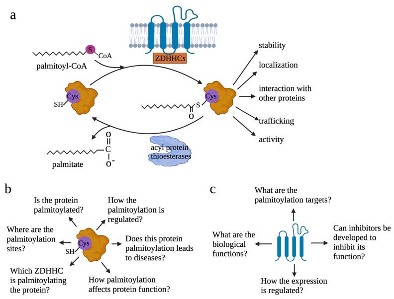https://cdn.ncbi.nlm.nih.gov/pmc/blobs/061c/10526800/21d51331d5b3/cells-12-02209-g001.jpg