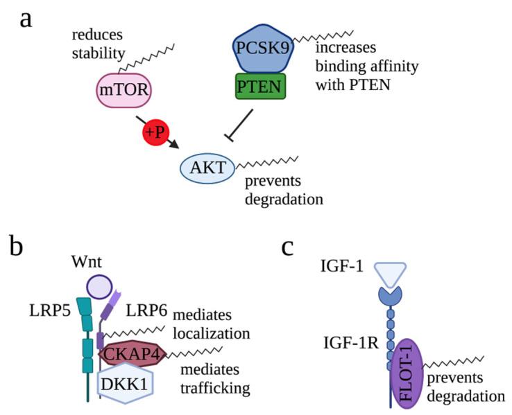 https://cdn.ncbi.nlm.nih.gov/pmc/blobs/061c/10526800/b86cc8038a2a/cells-12-02209-g003.jpg
