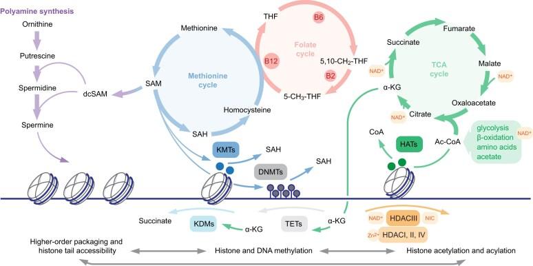 https://cdn.ncbi.nlm.nih.gov/pmc/blobs/061f/12342192/06721f929d6a/ugaf026fig5.jpg