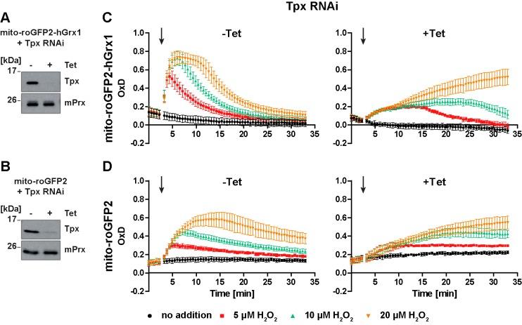 https://cdn.ncbi.nlm.nih.gov/pmc/blobs/0621/7046469/2cdfcf9fe22a/elife-53227-fig8.jpg