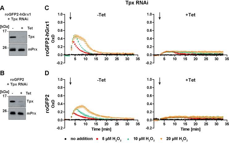 https://cdn.ncbi.nlm.nih.gov/pmc/blobs/0621/7046469/48c5e740b5ac/elife-53227-fig5.jpg