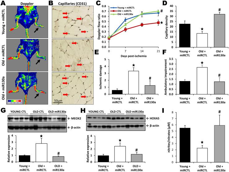 https://cdn.ncbi.nlm.nih.gov/pmc/blobs/063f/7346016/93a594dfddd2/aging-12-103340-g004.jpg