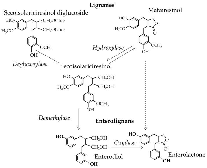 https://cdn.ncbi.nlm.nih.gov/pmc/blobs/0654/9864699/894602365d06/nutrients-15-00317-g005.jpg
