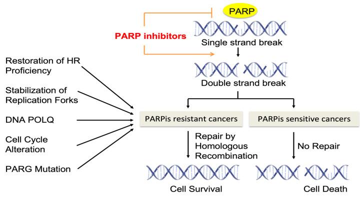 https://cdn.ncbi.nlm.nih.gov/pmc/blobs/065e/10604269/c799b4ff95c3/biomolecules-13-01480-g001.jpg