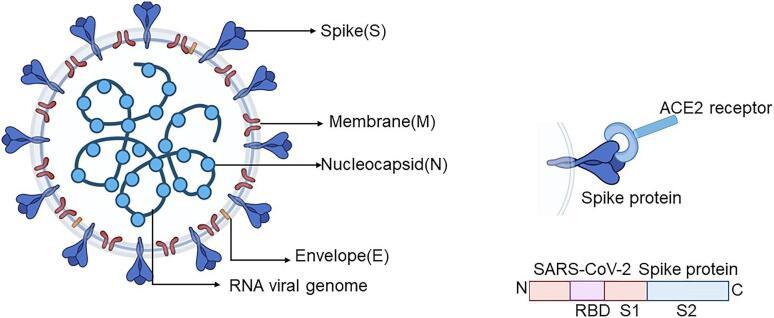 https://cdn.ncbi.nlm.nih.gov/pmc/blobs/069c/9671206/3ee5bdb09991/nCD013652-FIG-01.jpg