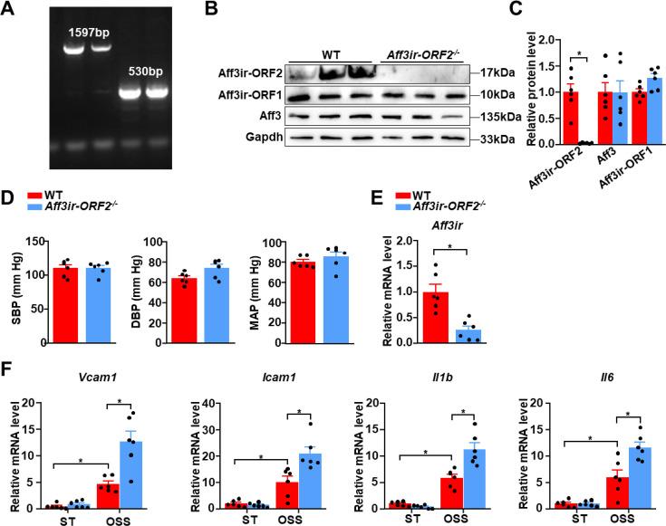 https://cdn.ncbi.nlm.nih.gov/pmc/blobs/06b9/12048156/17a9393785db/elife-103413-fig3-figsupp1.jpg