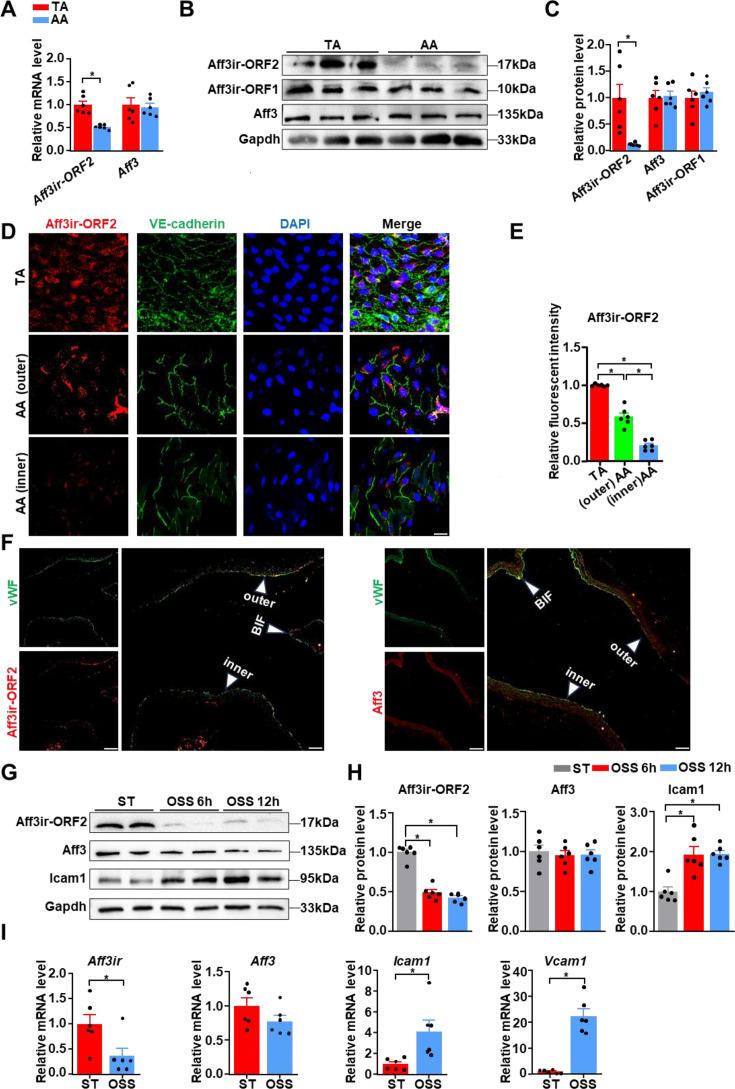 https://cdn.ncbi.nlm.nih.gov/pmc/blobs/06b9/12048156/78412e051297/elife-103413-fig1.jpg