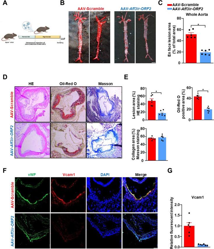 https://cdn.ncbi.nlm.nih.gov/pmc/blobs/06b9/12048156/b03ffe3b2f5f/elife-103413-fig6.jpg