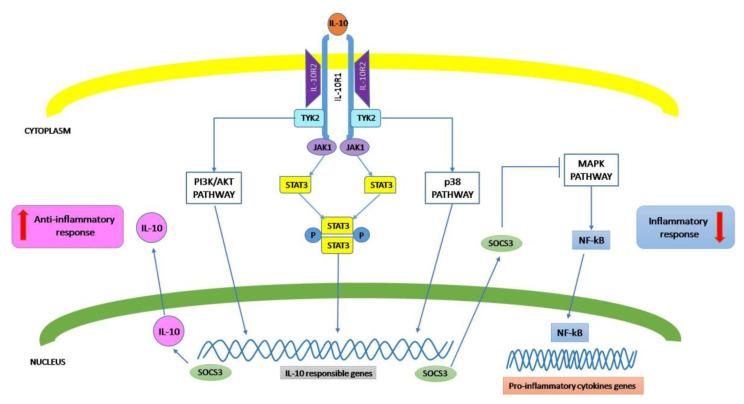 https://cdn.ncbi.nlm.nih.gov/pmc/blobs/06c3/7407888/e8d77e66c52f/biomolecules-10-01017-g001.jpg