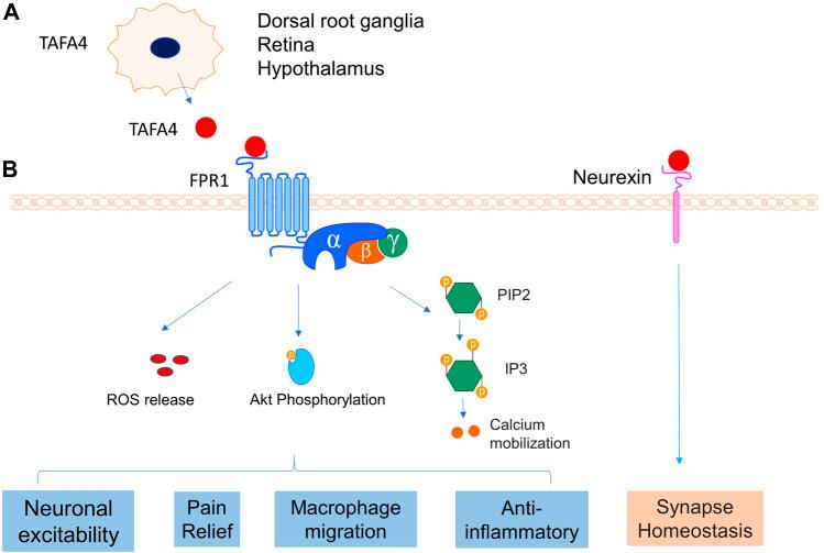 https://cdn.ncbi.nlm.nih.gov/pmc/blobs/06f8/9194834/8b000081c28c/fcell-10-911414-g011.jpg