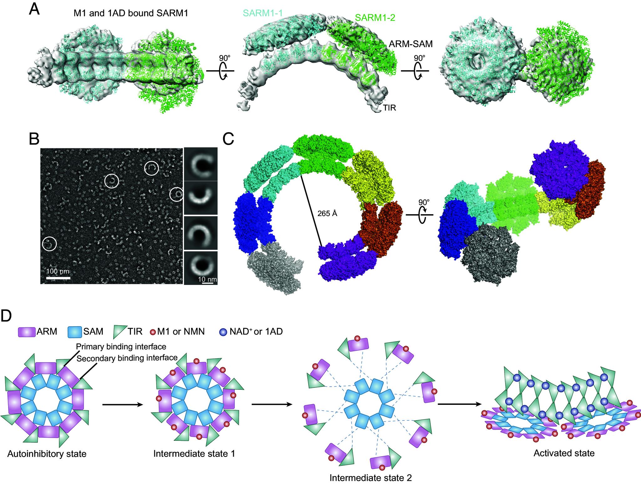 https://cdn.ncbi.nlm.nih.gov/pmc/blobs/06f9/11874154/bd062de8d8ed/pnas.2424906122fig06.jpg