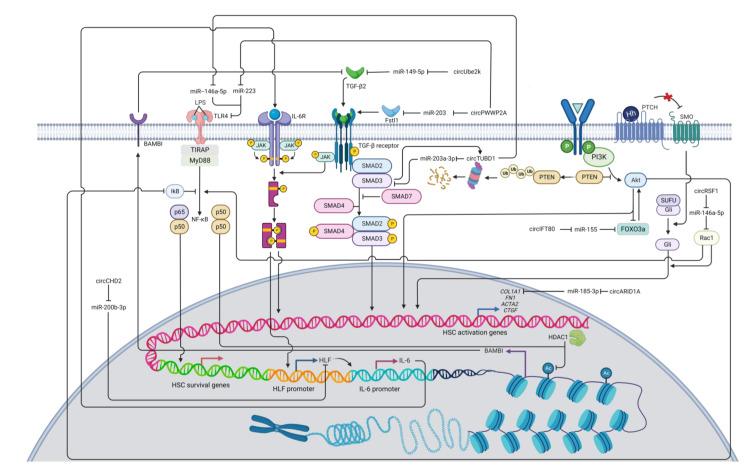 https://cdn.ncbi.nlm.nih.gov/pmc/blobs/0708/9913196/0860c58ff2f9/cells-12-00378-g003.jpg