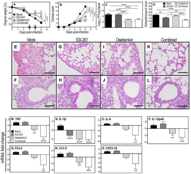 https://cdn.ncbi.nlm.nih.gov/pmc/blobs/070d/9966636/63177685c302/viruses-15-00318-g006.jpg