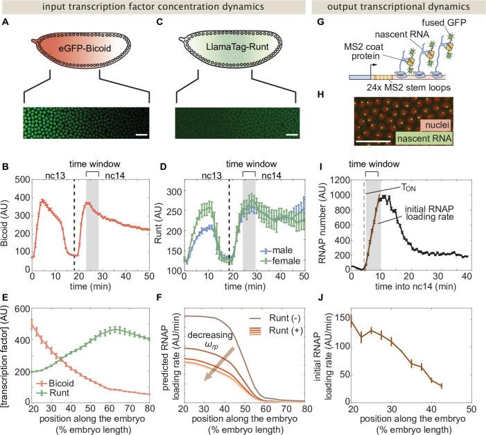 https://cdn.ncbi.nlm.nih.gov/pmc/blobs/0720/9836395/d60142402b72/elife-73395-fig3.jpg