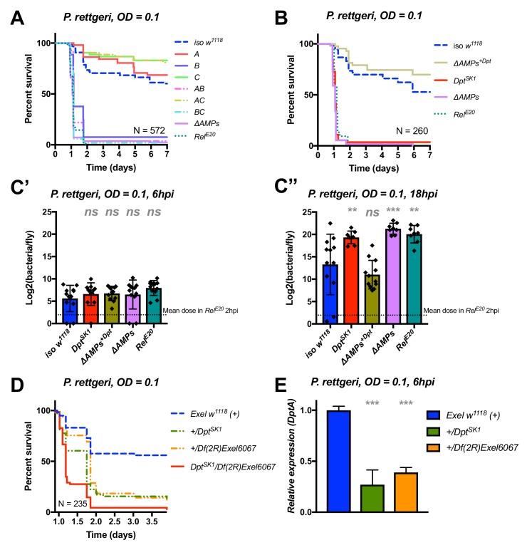 https://cdn.ncbi.nlm.nih.gov/pmc/blobs/0726/6398976/10c095802e2d/elife-44341-fig5.jpg